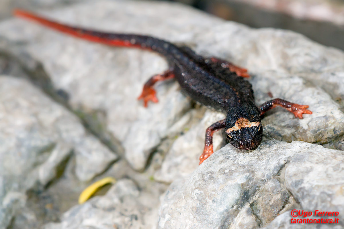 Salamandrina terdigitata dal Pollino !